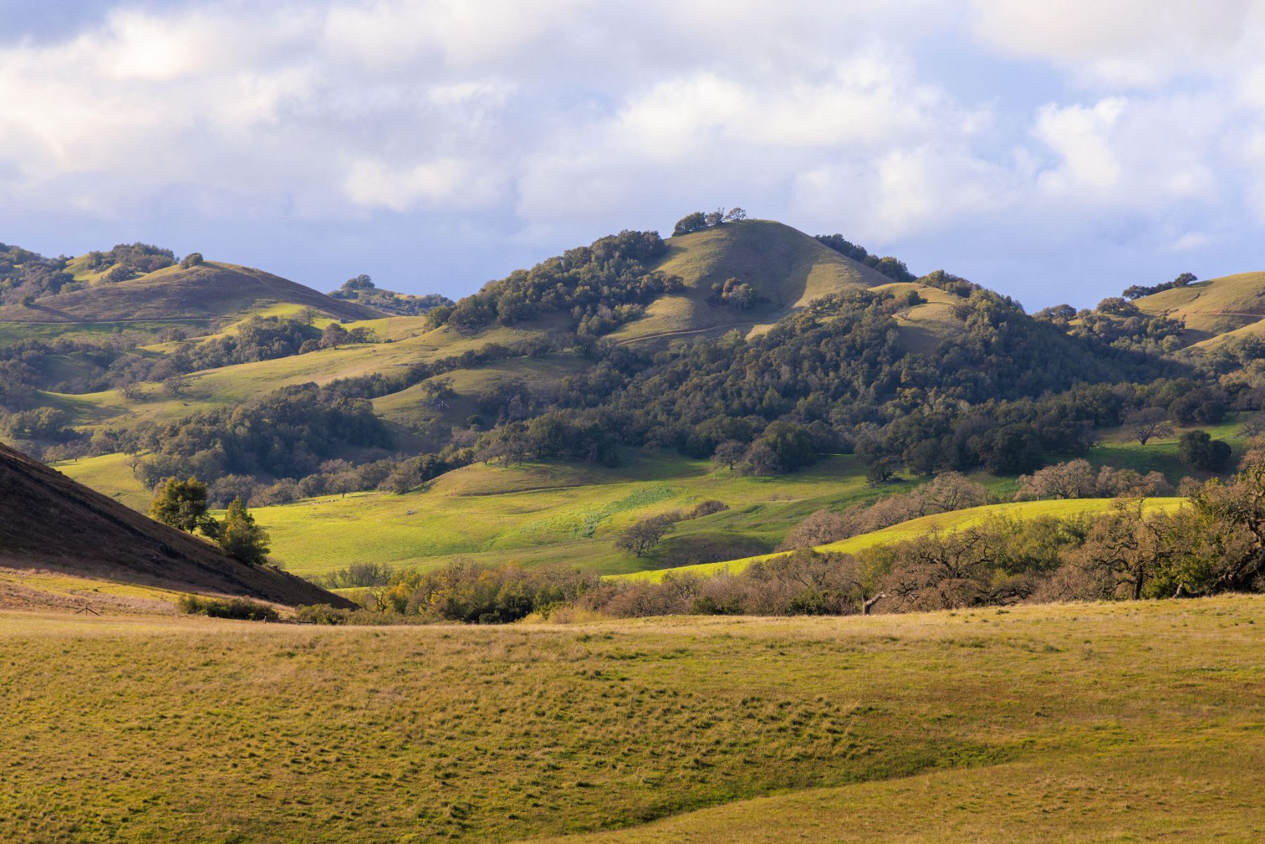 Green rolling hills and oak woodland in Marin